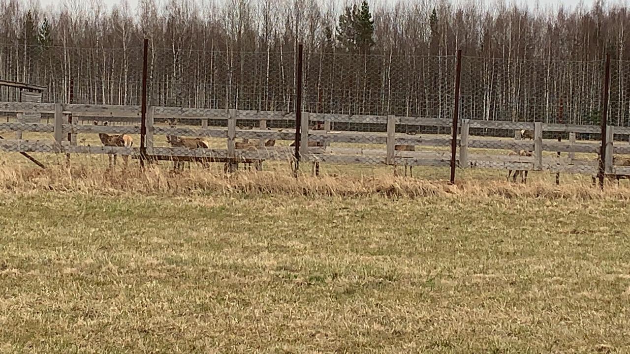 Ближайшее охотхозяйство Ближайшее охотхозяйство